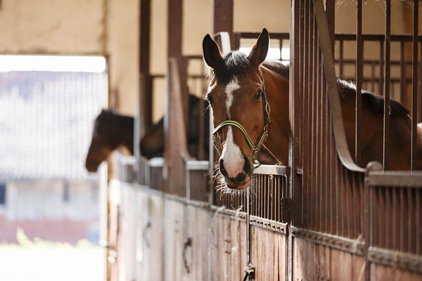A brown horse standing in a stable